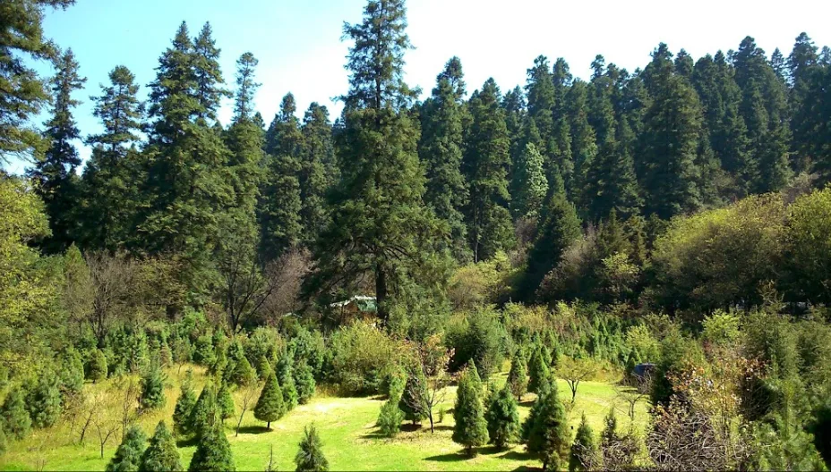 Descubre el Parque Ejidal San Nicolás Totolapan, un bosque natural en CDMX ideal para senderismo, ciclismo, cabañas y actividades al aire libre. ¿Te vas a lanzar?