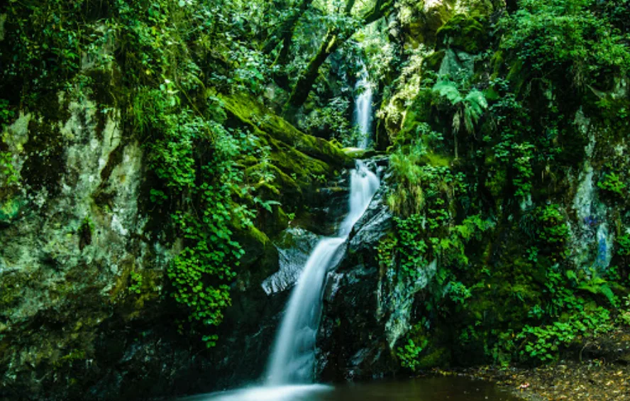 Descubre el Parque Ejidal San Nicolás Totolapan, un bosque natural en CDMX ideal para senderismo, ciclismo, cabañas y actividades al aire libre. ¿Te vas a lanzar?