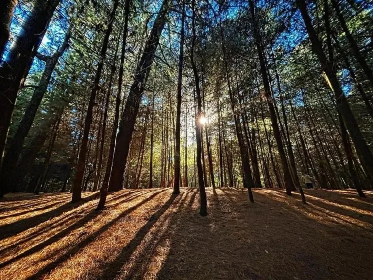 Descubre el Parque Ejidal San Nicolás Totolapan, un bosque natural en CDMX ideal para senderismo, ciclismo, cabañas y actividades al aire libre. ¿Te vas a lanzar?