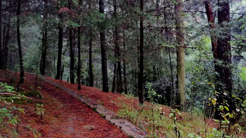 Descubre el Parque Ejidal San Nicolás Totolapan, un bosque natural en CDMX ideal para senderismo, ciclismo, cabañas y actividades al aire libre. ¿Te vas a lanzar?