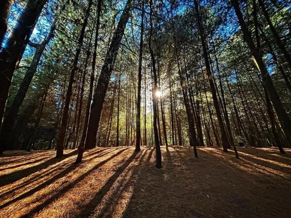 Descubre el Parque Ejidal San Nicolás Totolapan, un bosque natural en CDMX ideal para senderismo, ciclismo, cabañas y actividades al aire libre. ¿Te vas a lanzar?
