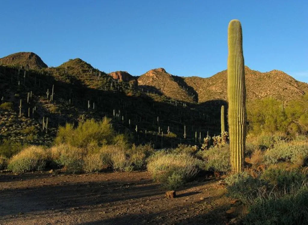 Descubre El Pinacate y el Gran Desierto de Altar, uno de los ecosistemas más sorprendentes de México con volcanes, dunas gigantes y una biodiversidad única en América del Norte. ¿Ya lo conocías?