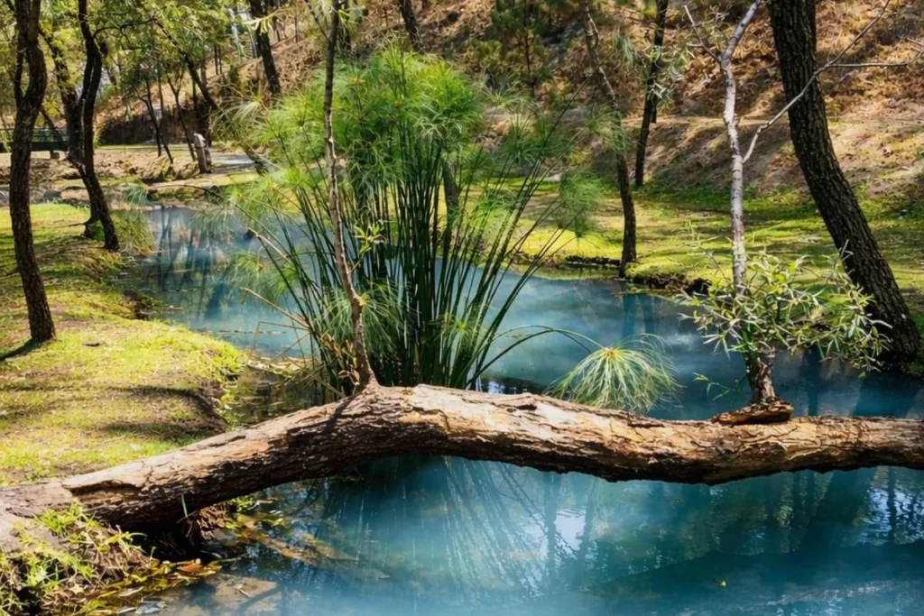 Descubre el Rancho Ecoturístico Agua Dulce, un lugar cerca de Guadalajara con río, asadores y entrada económica ideal para una escapada natural. ¿Te gustaría conocerlo?