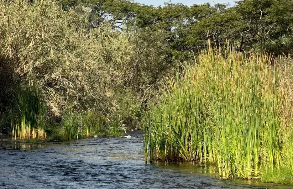 Descubre el Rancho Ecoturístico Agua Dulce, un lugar cerca de Guadalajara con río, asadores y entrada económica ideal para una escapada natural. ¿Te gustaría conocerlo?