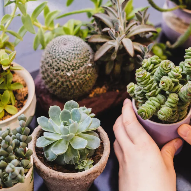 La CDMX tendrá un Festival de Macetas ideal para amantes de las plantas, decoración y jardinería. Te contamos dónde será y qué encontrarás. ¿Vas a lanzarte?