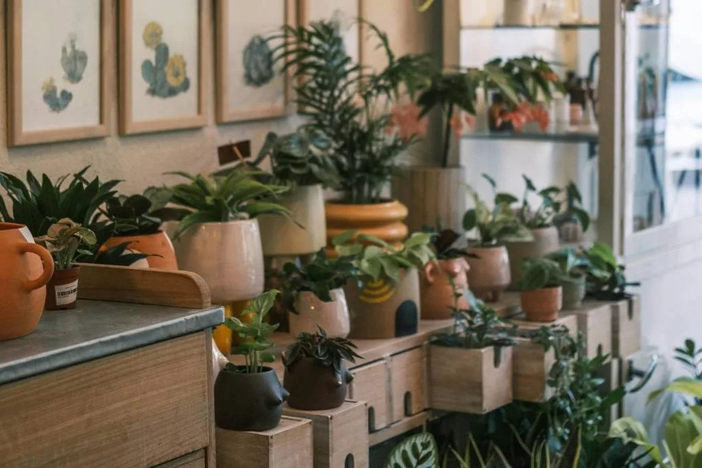 La CDMX tendrá un Festival de Macetas ideal para amantes de las plantas, decoración y jardinería. Te contamos dónde será y qué encontrarás. ¿Vas a lanzarte?