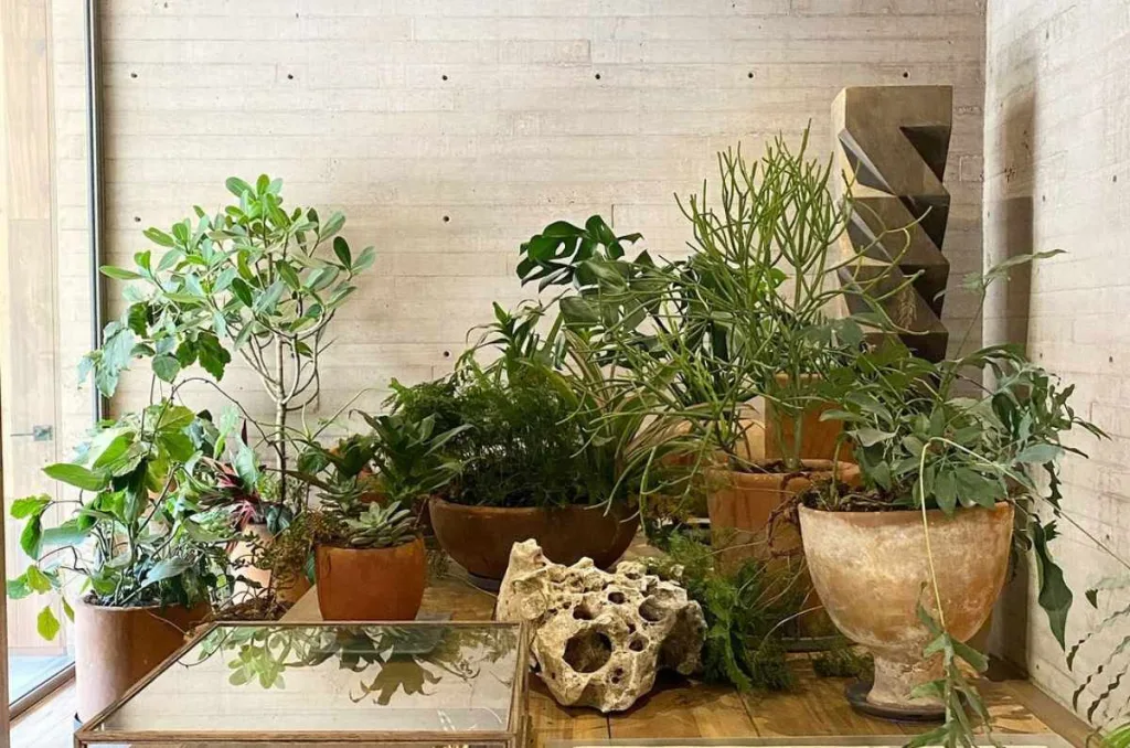 La CDMX tendrá un Festival de Macetas ideal para amantes de las plantas, decoración y jardinería. Te contamos dónde será y qué encontrarás. ¿Vas a lanzarte?