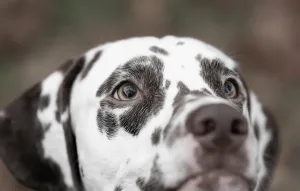 El turismo pet friendly en México está en auge: ¡viaja con tu mejor amigo!/Foto: Pexels