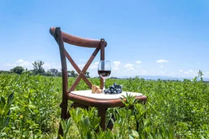 Con eventos, catas y experiencias únicas, las Fiestas de la Vendimia 2026 invitan a planear con tiempo y vivir el verano entre viñedos, buena comida… y mejores vinos./Foto: Pexels