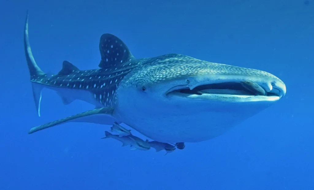 Cada verano, Holbox se convierte en el escenario de uno de los encuentros más impresionantes del Caribe: el tiburón ballena./Foto: Pexels