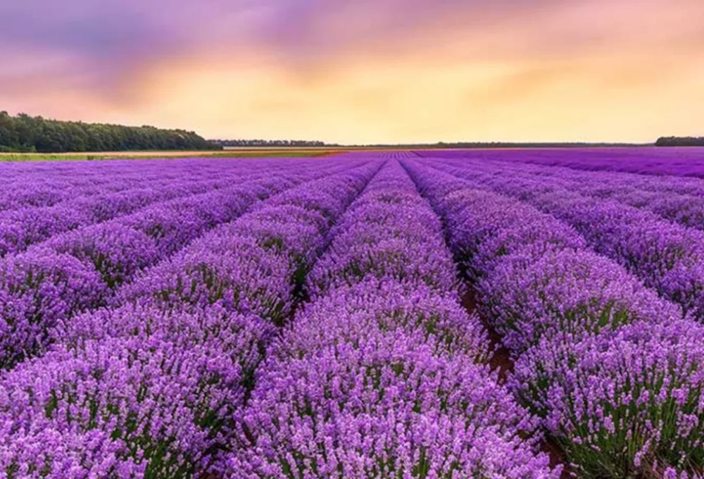 Campos de Lavanda en Mineral de Pozos (oficialmente San Pedro de los Pozos).