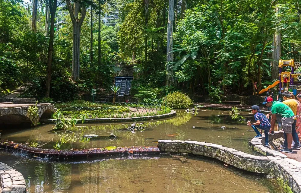 Conoce el Parque Los Tecajetes en Xalapa, Veracruz, un oasis urbano lleno de manantiales, cascadas y vegetación exuberante que muchos comparan con Xilitla. Descubre qué hacer y por qué debes visitarlo. ¿Ya lo conoces?