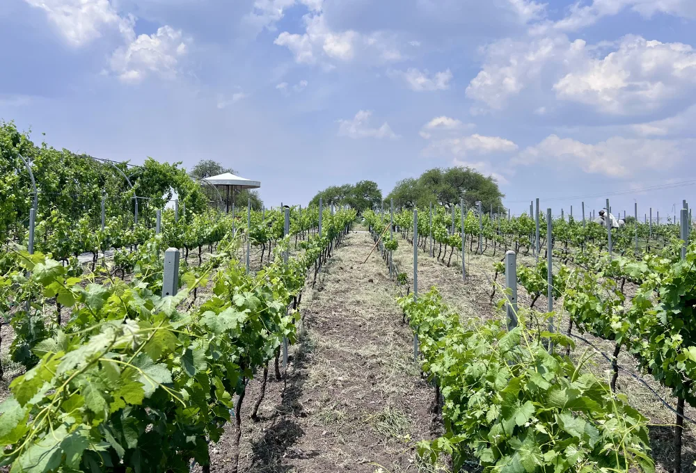 En Viñedos Donato, la temporada de vendimias arranca formalmente a partir del 27 de junio de 2026