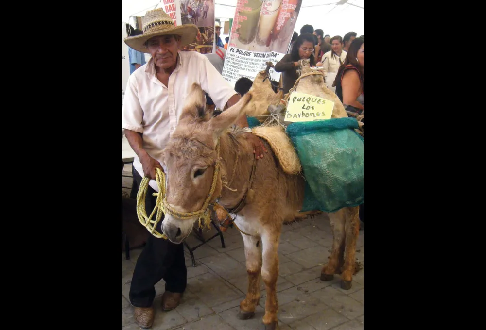 ¡Lleven su pulque!