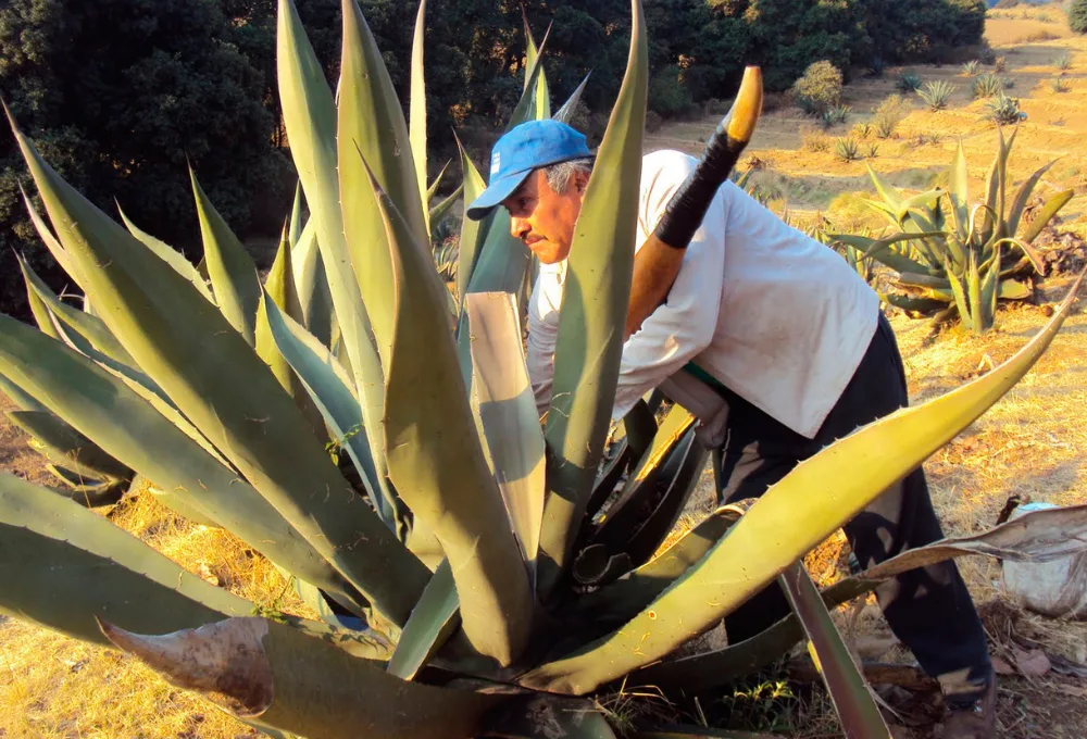 Un "tlachiquero" es una persona encargada de extraer el aguamiel del maguey pulquero para posteriormente elaborar el pulque. 