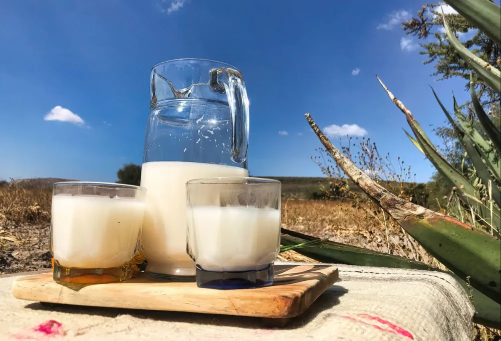 ¿Cuál es la diferencia entre pulque curado y pulque natural y cómo saber si está adulterado?