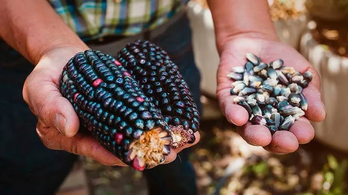 Descubre qué son las gorditas de maíz quebrado, uno de los platillos más tradicionales de Querétaro. Conoce su historia, cómo se preparan y dónde probar esta delicia de la gastronomía queretana.