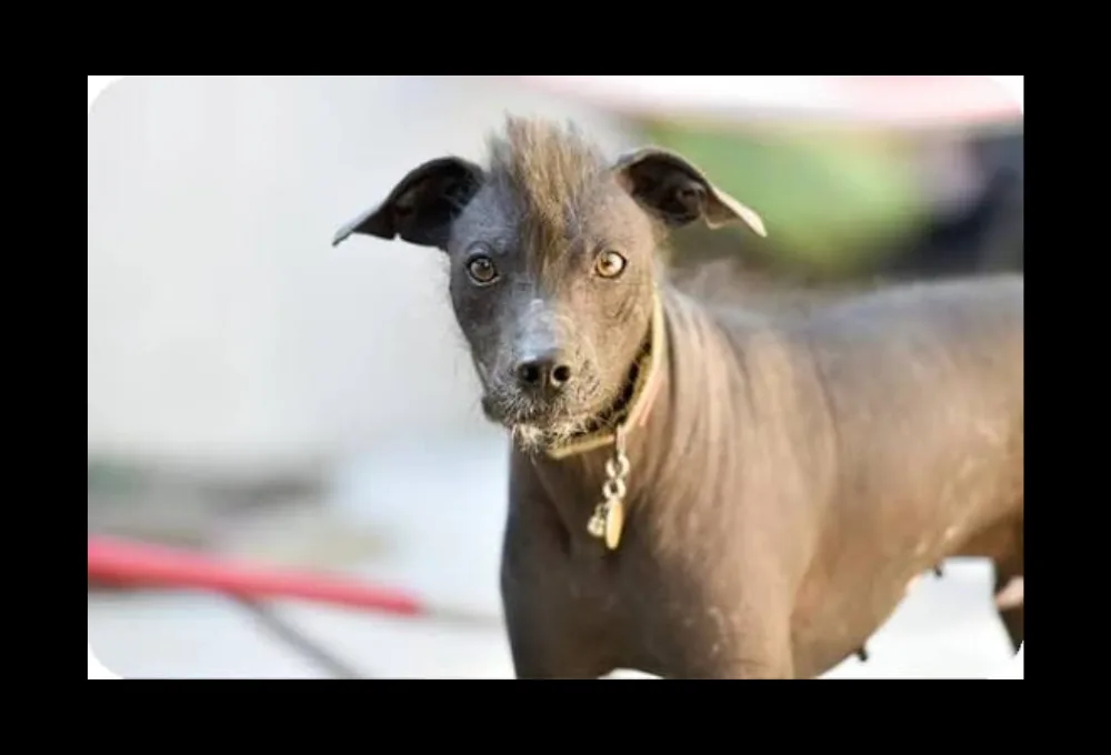 Xoloitzcuintle