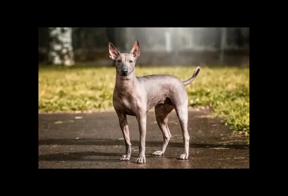 ¿Cómo ayudaba el Xoloitzcuintle a cruzar al Mictlán? La verdadera función del perro prehispánico