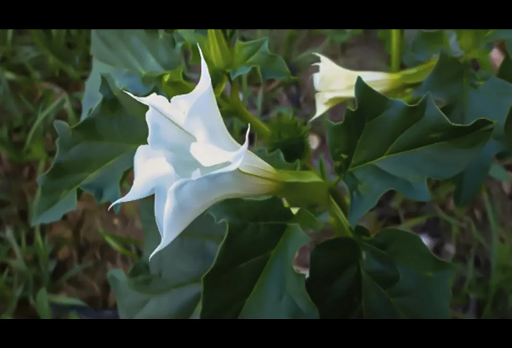 Toloache. Qué le ocurre al cerebro con la Datura stramonium?