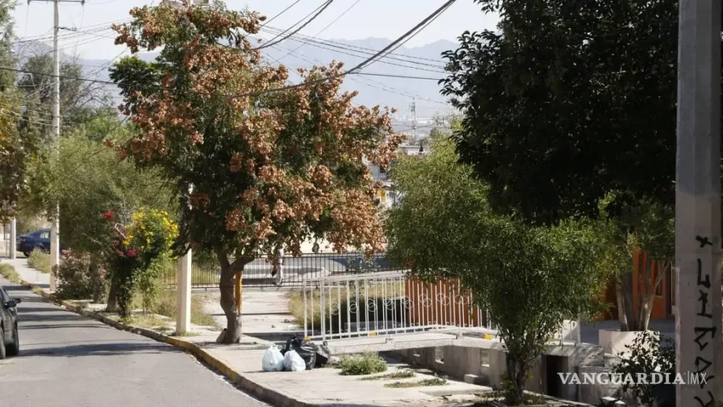 Descubre la leyenda del Callejón de la Delgadina en Saltillo, Coahuila: la trágica historia de Isaura Delgado, el Gigante Severo y un crimen que permanece entre el misterio y la tradición oral. ¿Conocías esta leyenda?