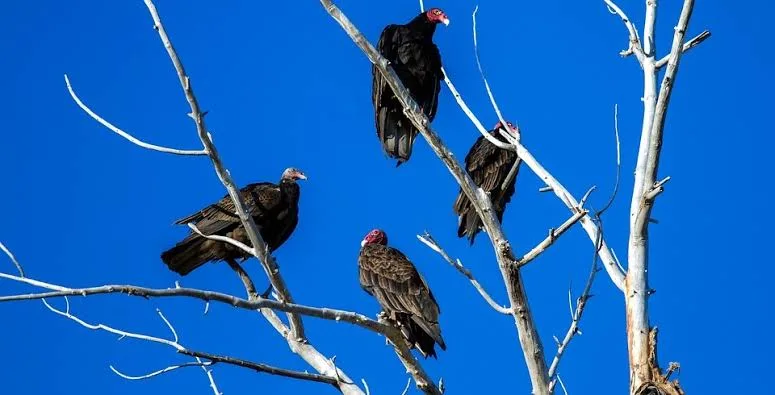 Conoce la leyenda del Chom, el relato maya que explica por qué los zopilotes tienen plumaje negro y se alimentan de restos. Descubre su historia en Uxmal, su simbolismo cultural y la verdadera importancia de estas aves.