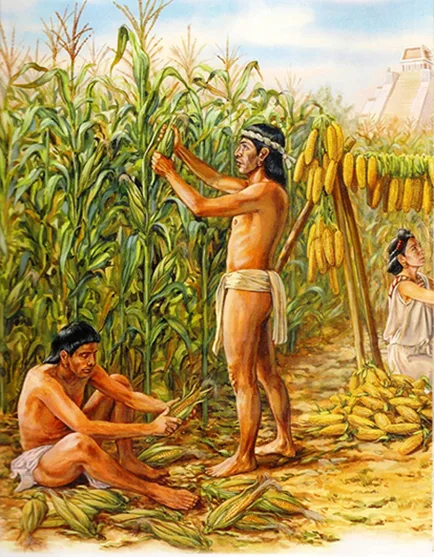 Descubre qué significa realmente la frase "Ya nos cayó el chahuistle", cuál es su origen en el náhuatl y por qué esta popular expresión mexicana está relacionada con una enfermedad del maíz.