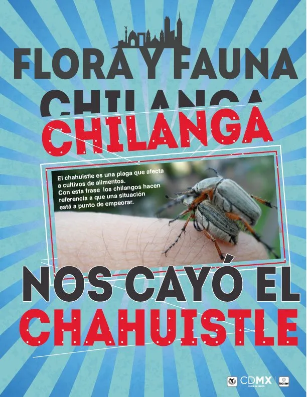 Descubre qué significa realmente la frase "Ya nos cayó el chahuistle", cuál es su origen en el náhuatl y por qué esta popular expresión mexicana está relacionada con una enfermedad del maíz.