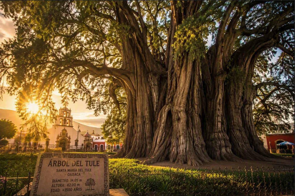 Ubicado en Santa María del Tule, este ahuehuete posee el tronco con mayor diámetro registrado en el mundo y atrae a visitantes de todos los continentes./Foto:IA