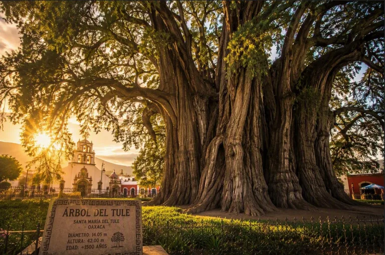Árbol del Tule: leyendas, augurios y misterios del ahuehuete más famoso de Oaxaca