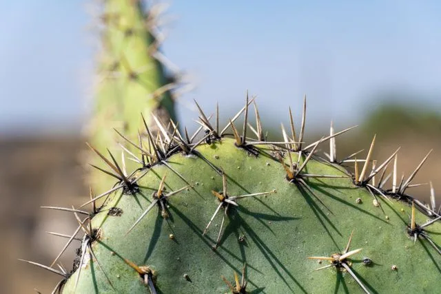 Foto: Pexels