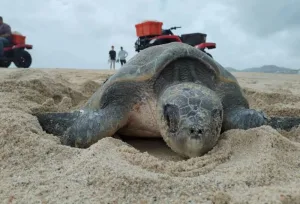 ¿Por qué las tortugas marinas eligen las playas de México para desovar durante el verano?