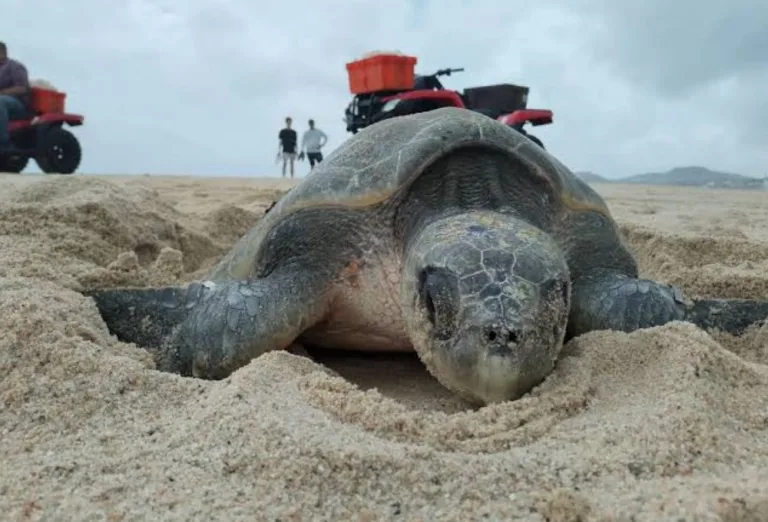¿Por qué las tortugas marinas eligen las playas de México para desovar durante el verano?