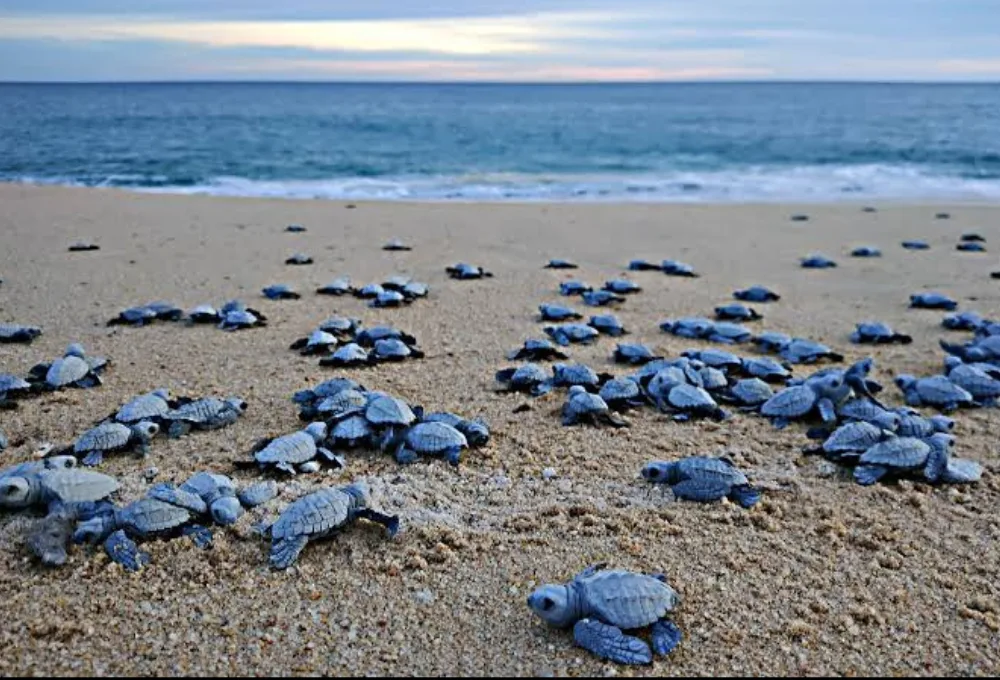 Tortugas a la mar.