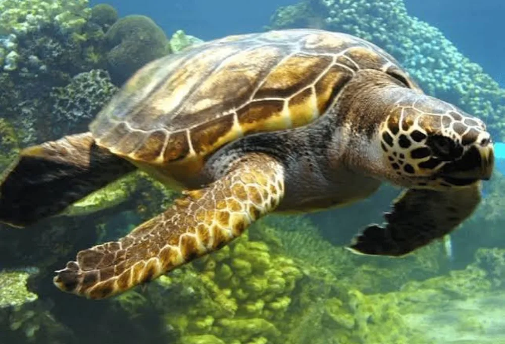 Tortuga Golfina.
