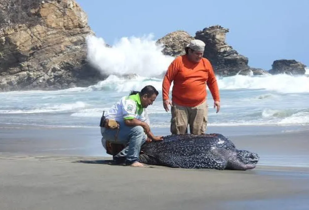 Tortuga Laúd.