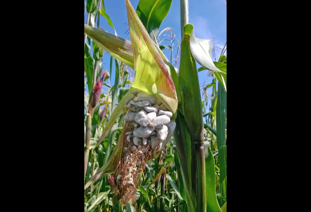 Huitlacoche