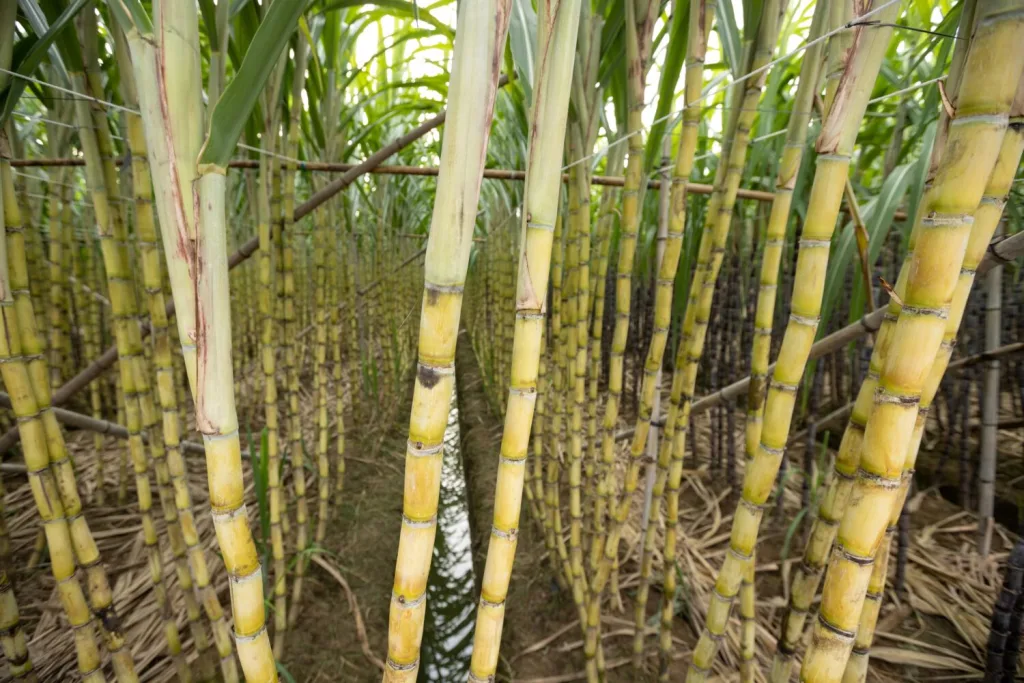Descubre qué es la charanda, el ron mexicano originario de Michoacán. Conoce su historia, cómo se elabora, por qué tiene Denominación de Origen y dónde probar este destilado único.