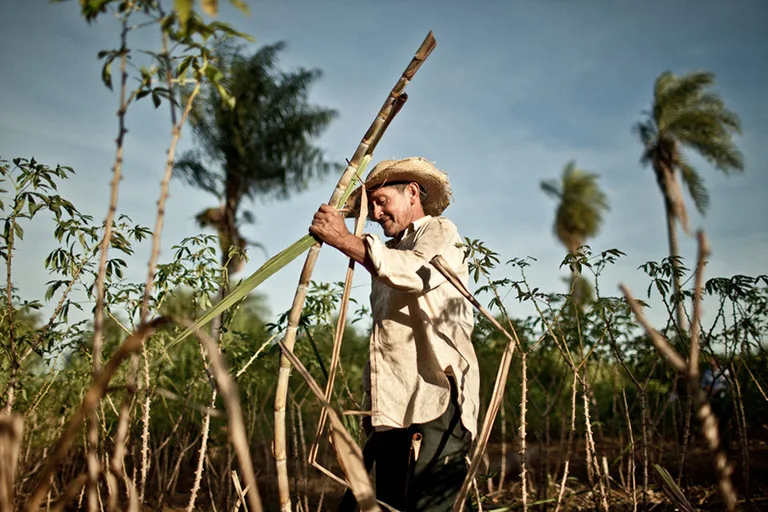 Descubre qué es la charanda, el ron mexicano originario de Michoacán. Conoce su historia, cómo se elabora, por qué tiene Denominación de Origen y dónde probar este destilado único.