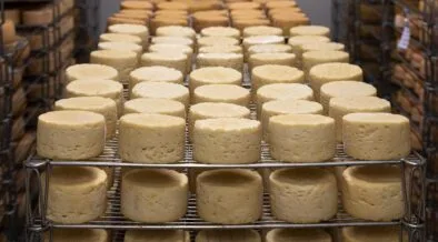 Descubre qué hace único al queso Cotija, uno de los quesos más emblemáticos de México. Conoce su historia, origen, proceso artesanal, características y por qué es considerado el "parmesano mexicano".