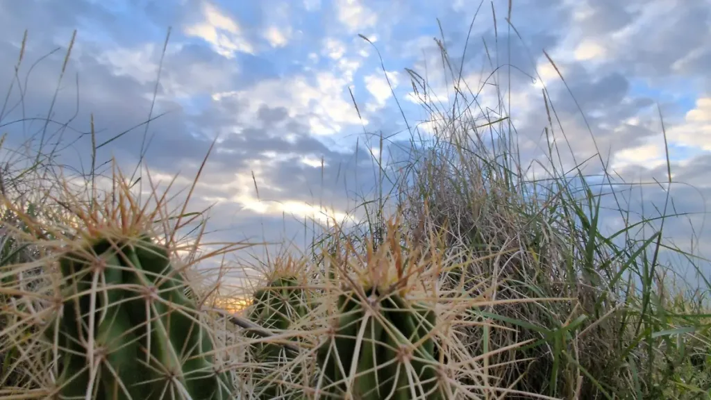 Descubre qué es realmente la Zona del Silencio, el misterioso desierto ubicado entre Durango, Chihuahua y Coahuila. Conoce su historia, los fenómenos que la hicieron famosa, los nopales morados, sus cielos estrellados y qué dice la ciencia sobre este enigmático lugar.