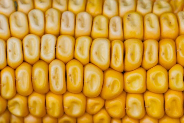 La otra Ciudad de México también se escribe entre surcos: en sus milpas, familias productoras continúan sembrando las semillas que mantienen vivos los sabores, la diversidad y la memoria del maíz nativo./Foto: Pexels