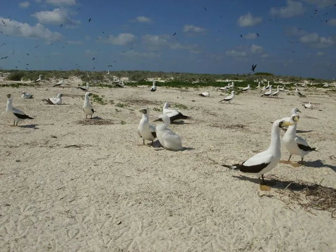 En medio del Golfo de México, Arrecife Alacranes emerge como un universo de coral, aguas transparentes y pequeñas islas de arena./Foto: Conanp