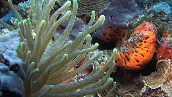 En medio del Golfo de México, donde la costa de Yucatán ya desapareció del horizonte, cinco pequeñas islas emergen sobre un gigantesco mundo de coral, tortugas, aves y antiguos naufragios./Foto: Conanp