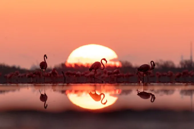 En Celestún, el espectáculo no consiste solamente en encontrar flamencos: está en descubrir el enorme ecosistema de agua, manglares y vida silvestre que hace posible que regresen./Foto: SECTUR