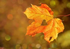 Días más cortos, paisajes que cambian de color y noches que poco a poco le ganan terreno al Sol. Detrás de esta temporada ocurren fenómenos naturales y astronómicos mucho más interesantes de lo que parece. ¿Ya lo sabías?