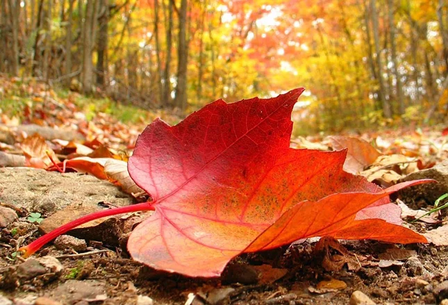 Días más cortos, paisajes que cambian de color y noches que poco a poco le ganan terreno al Sol. Detrás de esta temporada ocurren fenómenos naturales y astronómicos mucho más interesantes de lo que parece. ¿Ya lo sabías?