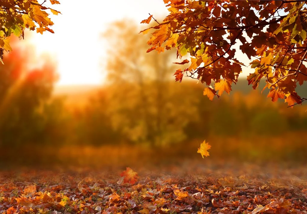 Días más cortos, paisajes que cambian de color y noches que poco a poco le ganan terreno al Sol. Detrás de esta temporada ocurren fenómenos naturales y astronómicos mucho más interesantes de lo que parece. ¿Ya lo sabías?