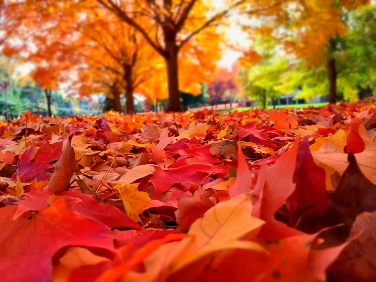 Días más cortos, paisajes que cambian de color y noches que poco a poco le ganan terreno al Sol. Detrás de esta temporada ocurren fenómenos naturales y astronómicos mucho más interesantes de lo que parece. ¿Ya lo sabías?