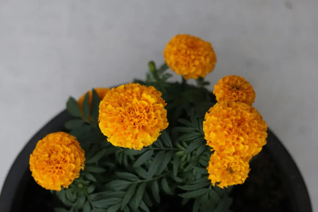 Aprende cómo cuidar tu cempasúchil en maceta: cuánto regarlo, dónde colocarlo y qué hacer para mantener sus flores bonitas durante Día de Muertos.